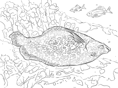 Flowery Flounder Coloring page