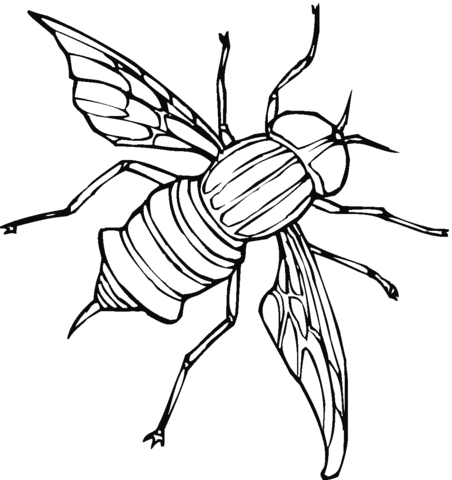 Fly 5 Coloring page