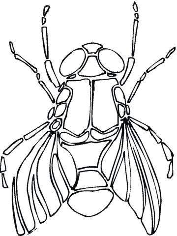 Fly 6 Coloring page