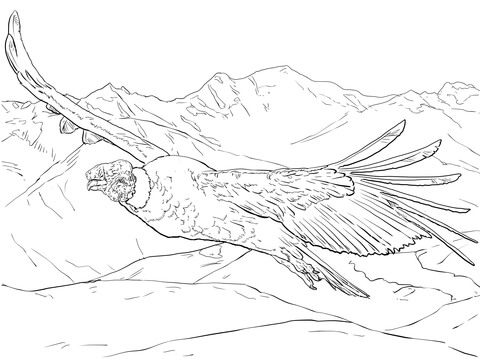 Flying Andean Condor Coloring page
