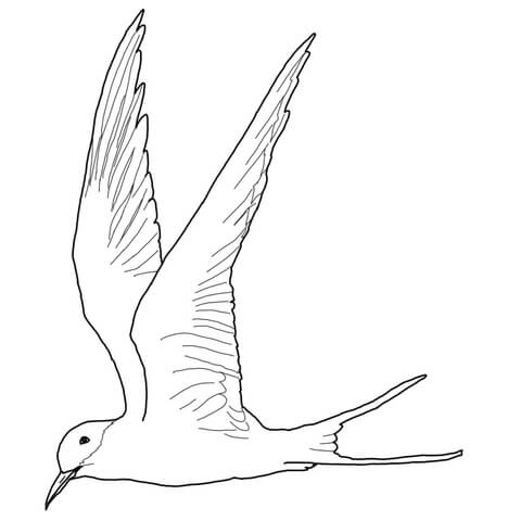 Flying Arctic Tern Coloring page