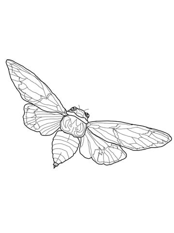 Flying Cicada Coloring page