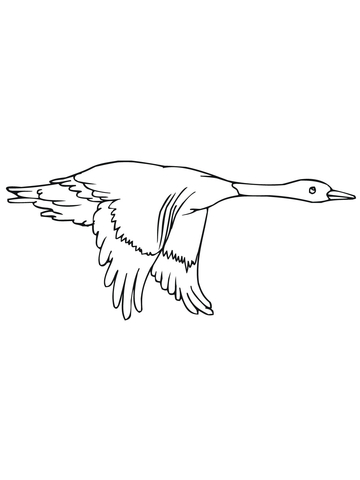 Flying Duck Coloring page