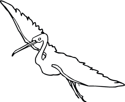 Flying Egret Coloring page