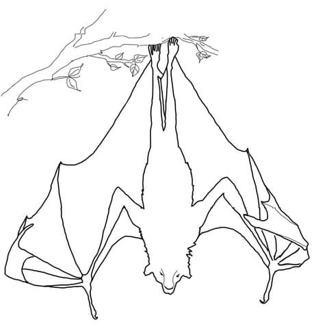 Flying Fox Hanging Upside Down Coloring page