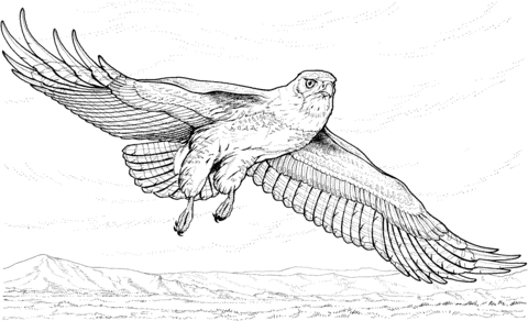 Flying Hawk Coloring page