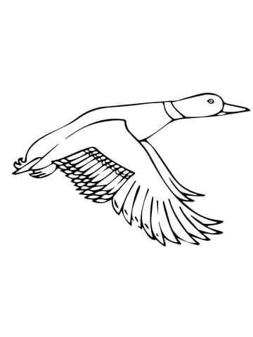 Flying Mallard Duck Coloring page