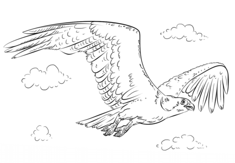 Flying Osprey Coloring page