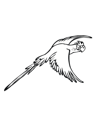 Flying Parakeet Coloring page