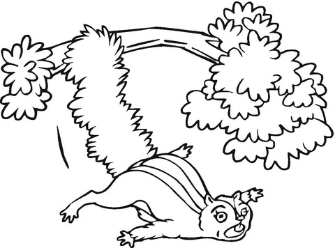 Flying Squirrel from the Tree  Coloring page
