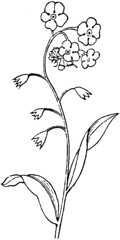 Forget Me Not 2 Coloring page