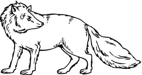 Fox looks back Coloring page