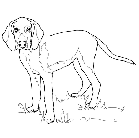 American Foxhound Coloring page