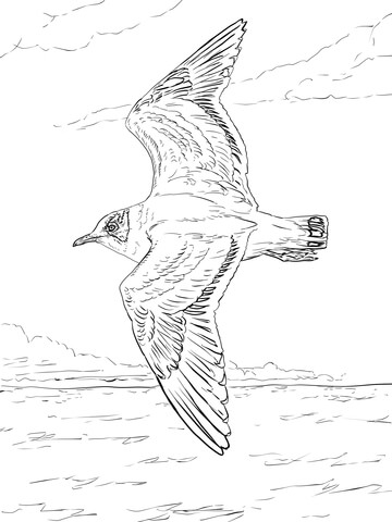 Franklin's Gull Coloring page