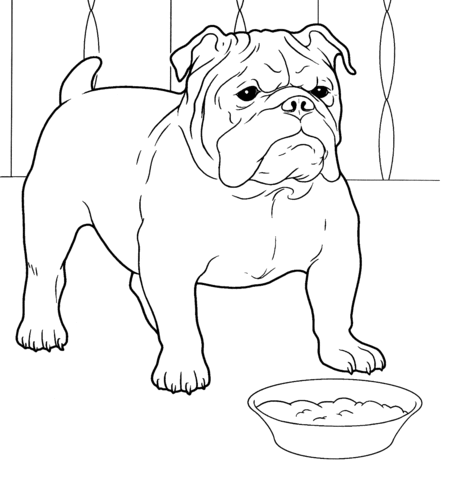 French Bulldog Coloring page