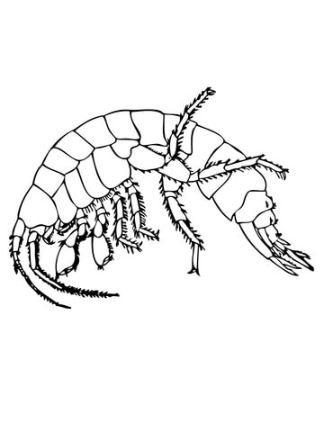 Freshwater Shrimp Coloring page