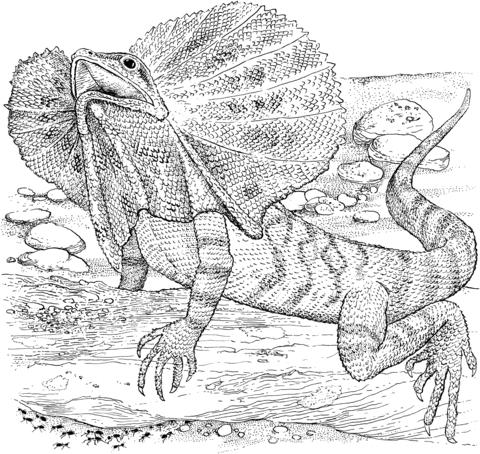 Frilled Lizard Coloring page