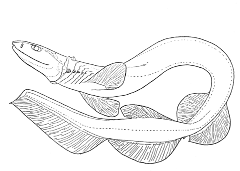 Frilled Shark Coloring page