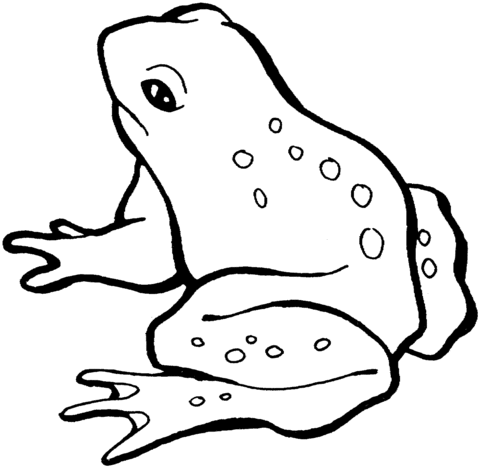 Frog 13 Coloring page