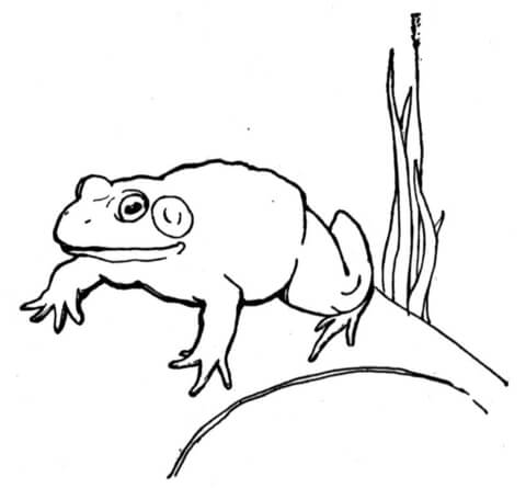 Frog 17 Coloring page
