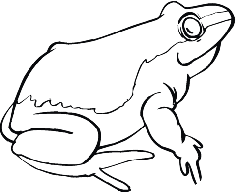 Frog 20 Coloring page