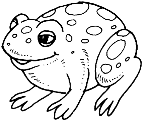 Cute Frog  Coloring page