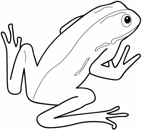 Frog Coloring page