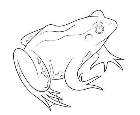 Frog Coloring page