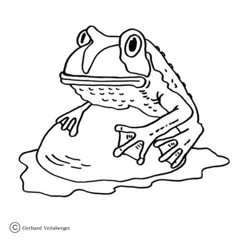 Frog on the Stone  Coloring page