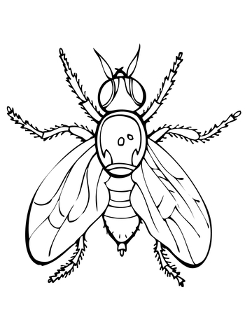 Fruit Fly Coloring page