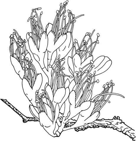 Fuchsia 2 Coloring page