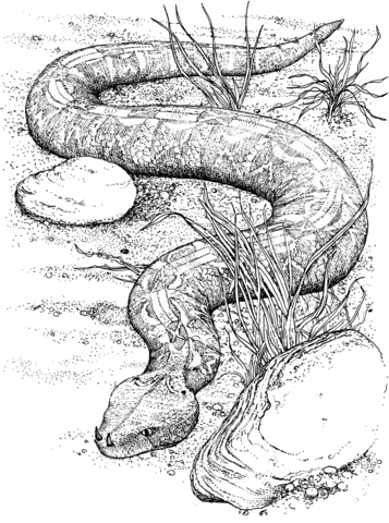 Gaboon Viper Coloring page