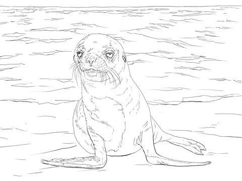 Galapagos Sea Lion Pup Coloring page