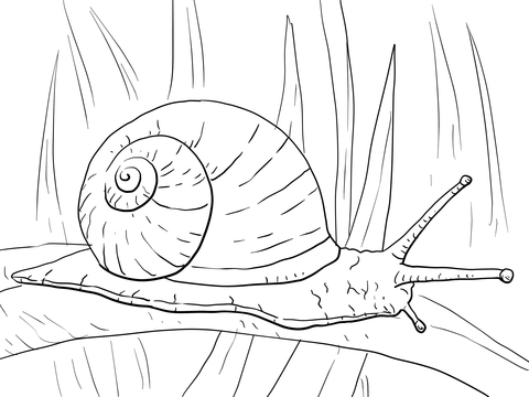 Garden Snail Coloring page
