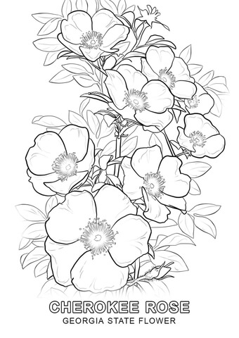 Georgia State Flower Coloring page