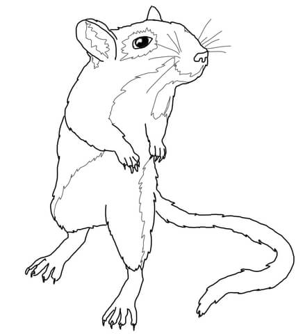 Gerbil Mouse Coloring page