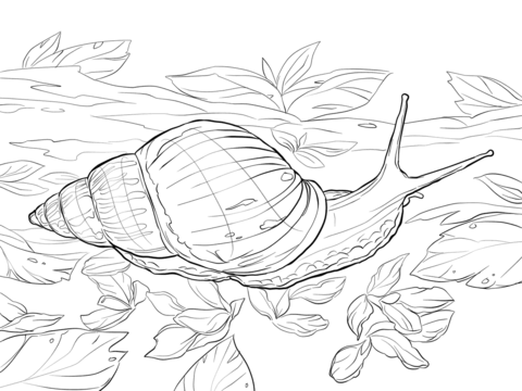 Giant African Land Snail Coloring page