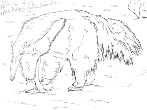 Giant Anteater Coloring page