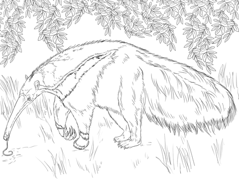 Giant Anteater Looking for Food Coloring page