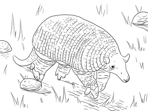 Giant Armadillo Coloring page