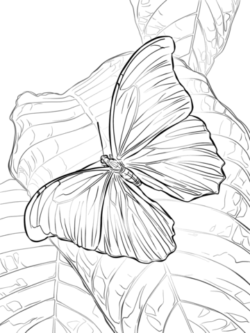 Giant Blue Morpho Butterfly Coloring page