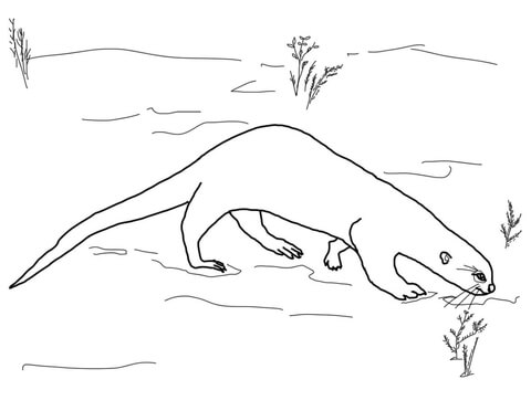 Giant Otter Coloring page
