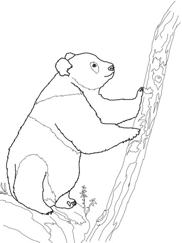 Giant Panda Bear Coloring page