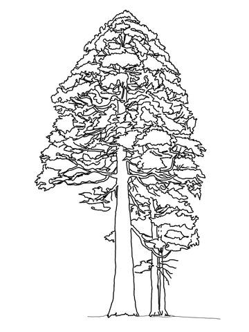 Giant Sequoia or Redwood Coloring page