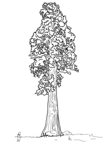 Giant Sequoia Sentinal Tree Coloring page