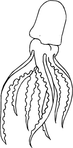 Giant Squid Coloring page