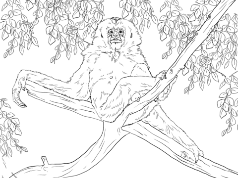 Gibbon sits on tree Coloring page