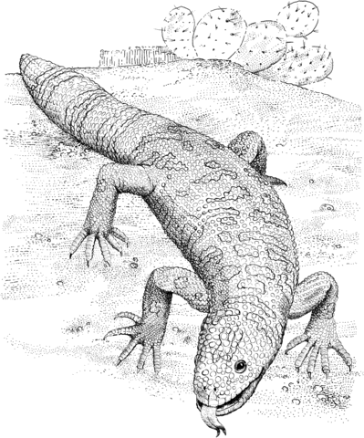 Gila Monster Coloring page