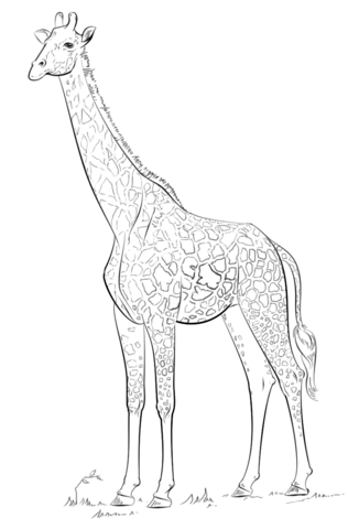 Masai giraffe Coloring page