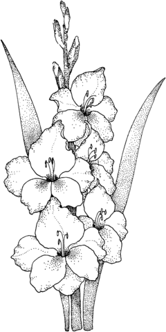 Gladiolus 1 Coloring page